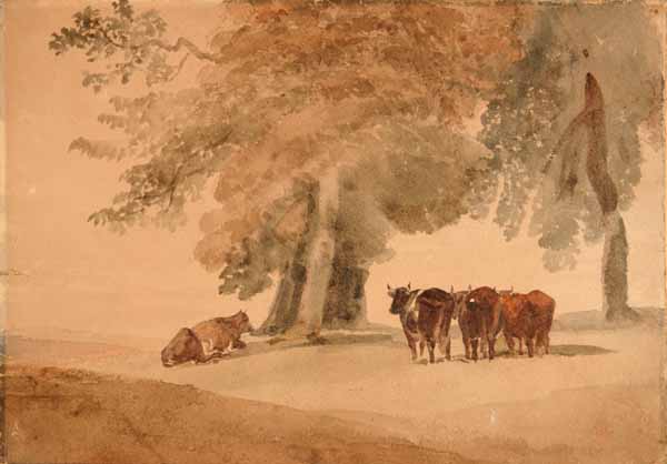 Cattle under Trees